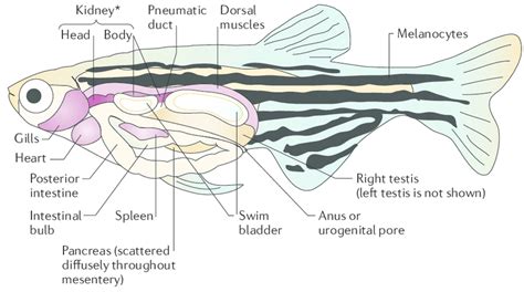 zebrafish vision structure